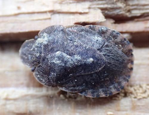 Réf. 359 080 : Sciocoris homalonotus